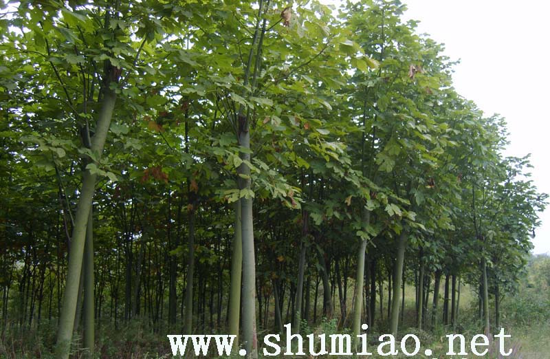 wutongshu-yizaimiao