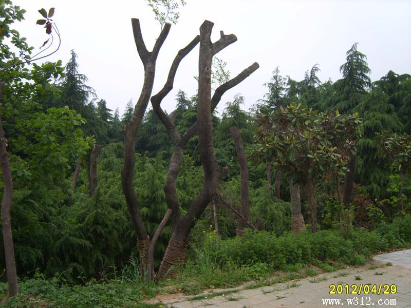 S8006304.JPG