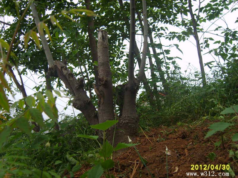 S8006317.JPG