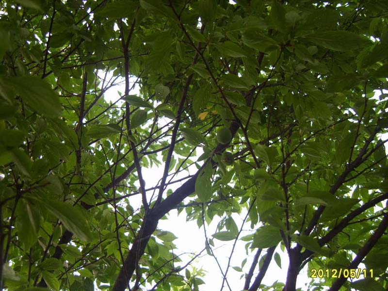 S8006326.JPG