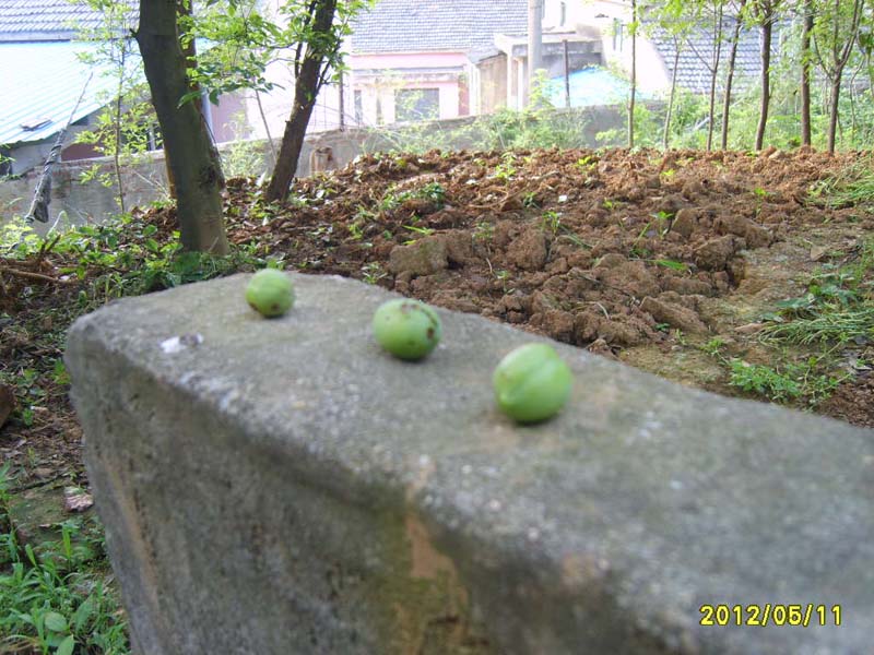 S8006333.JPG