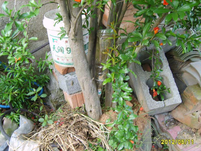 S8006344.JPG