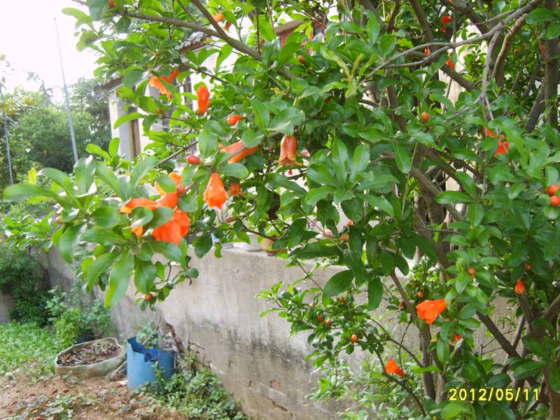 S8006346.JPG
