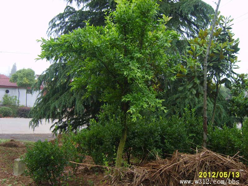 S8006390.JPG