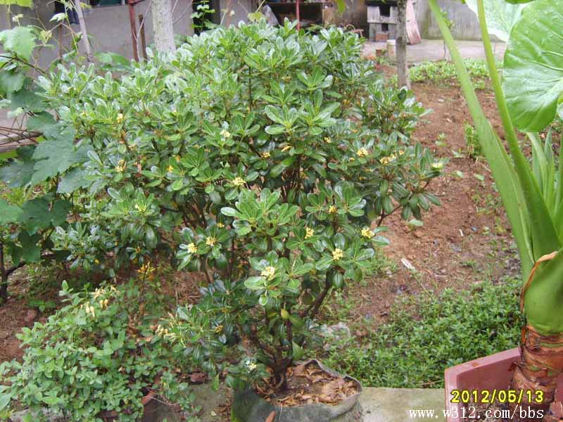 S8006369.JPG