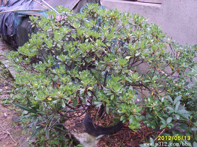 S8006371.JPG