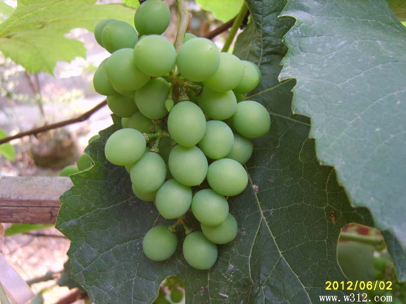 S8006477.JPG