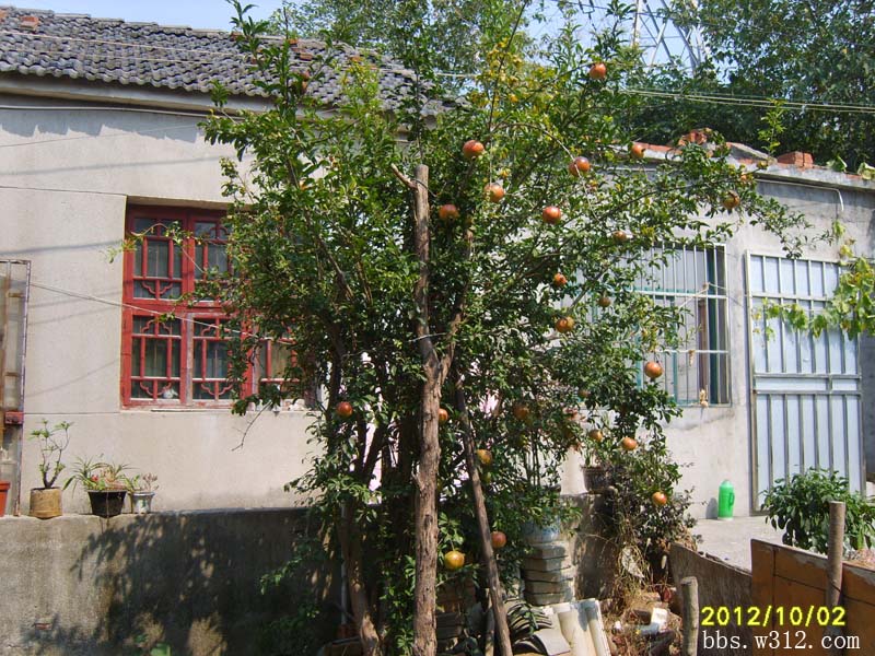 S8006575.JPG