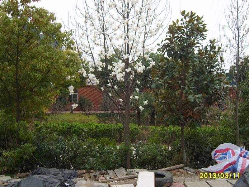 S8006628.JPG