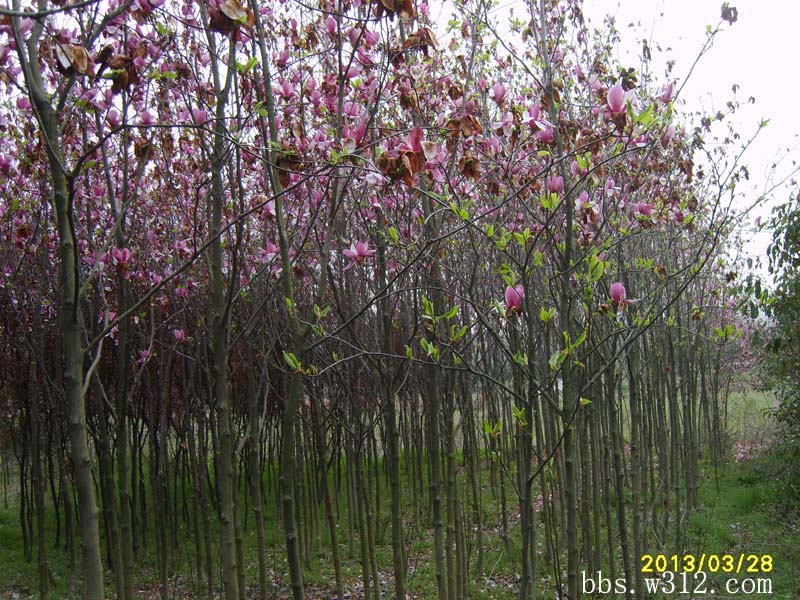 S8006666.jpg