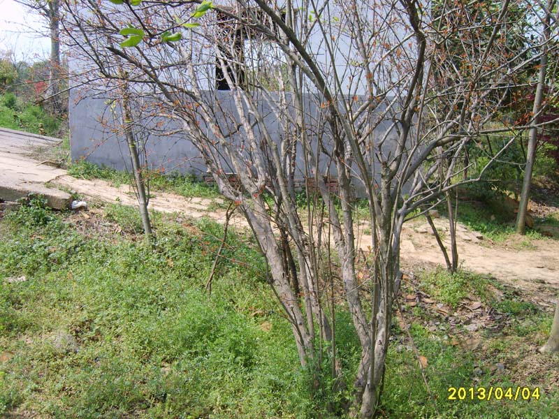 S8006668.JPG