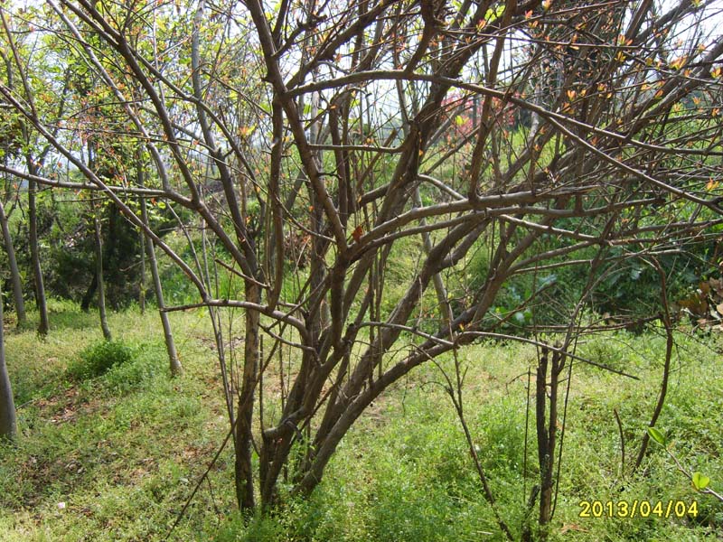 S8006670.JPG