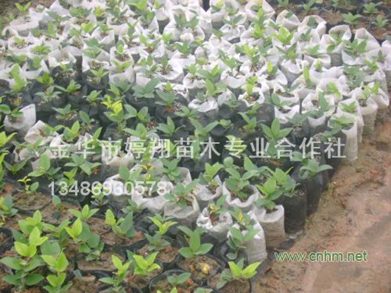 AAF4F335-1E8C-22AA-5CBFAE08C16EA92C.jpg