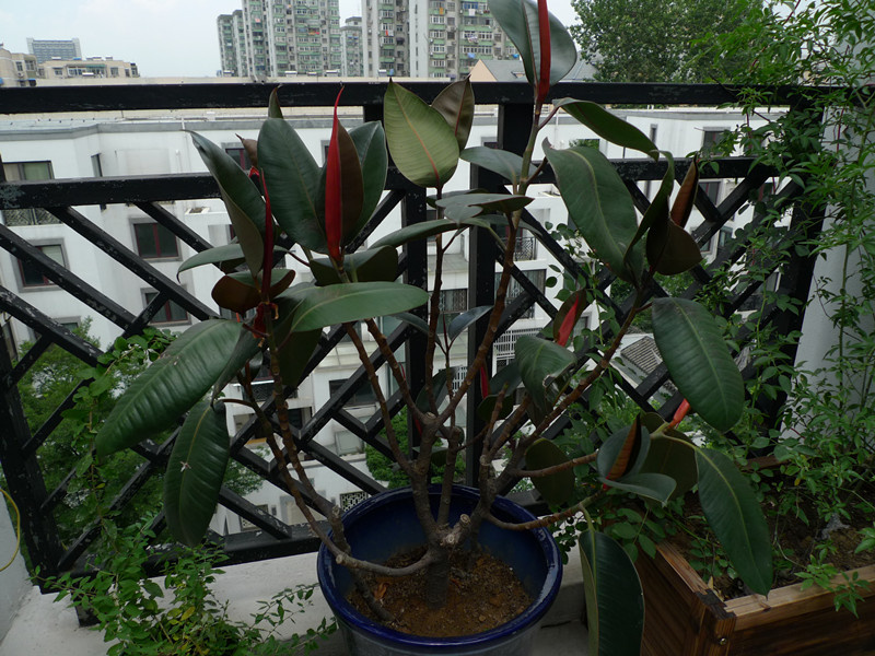 P10608~1.JPG