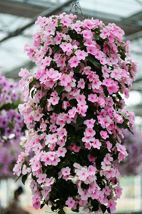 20090706_bee5f6b5ab8de65f659cd5DR1pSunzPj.jpg