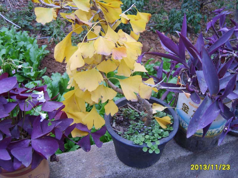 S8006816.JPG
