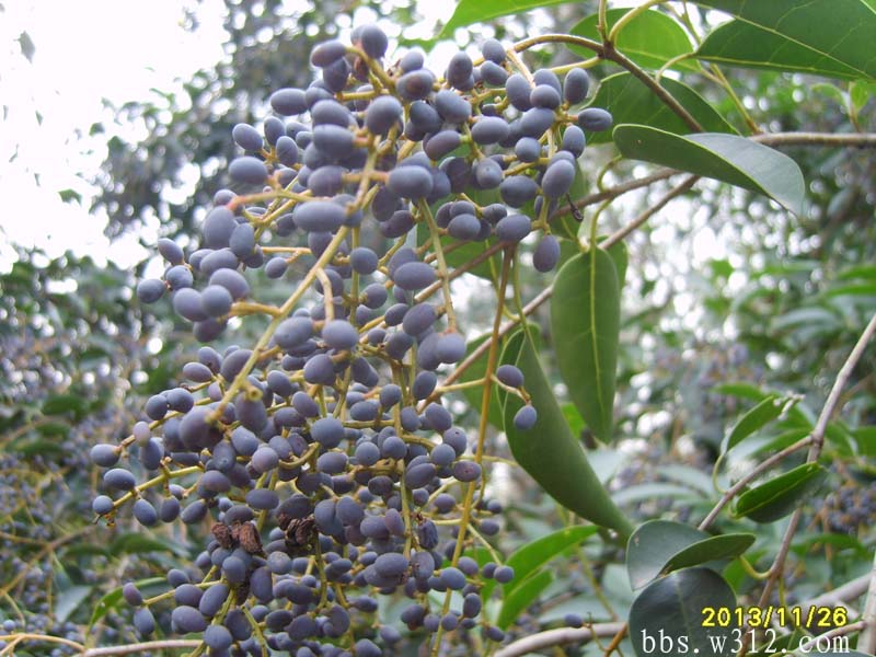 S8006828.JPG