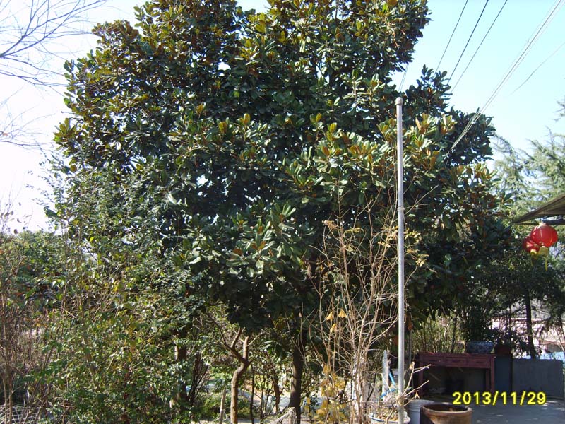 S8006836.JPG