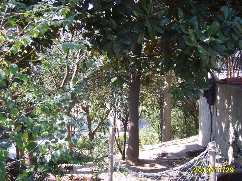 S8006877.JPG