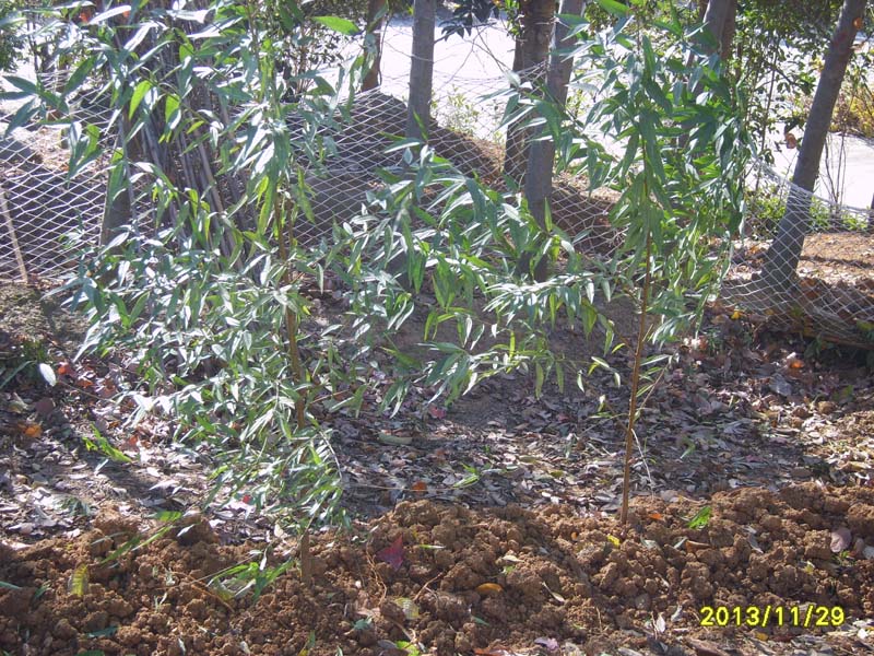S8006837.JPG