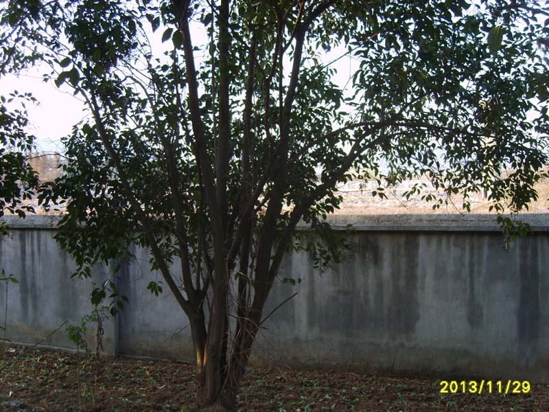 S8006906.JPG