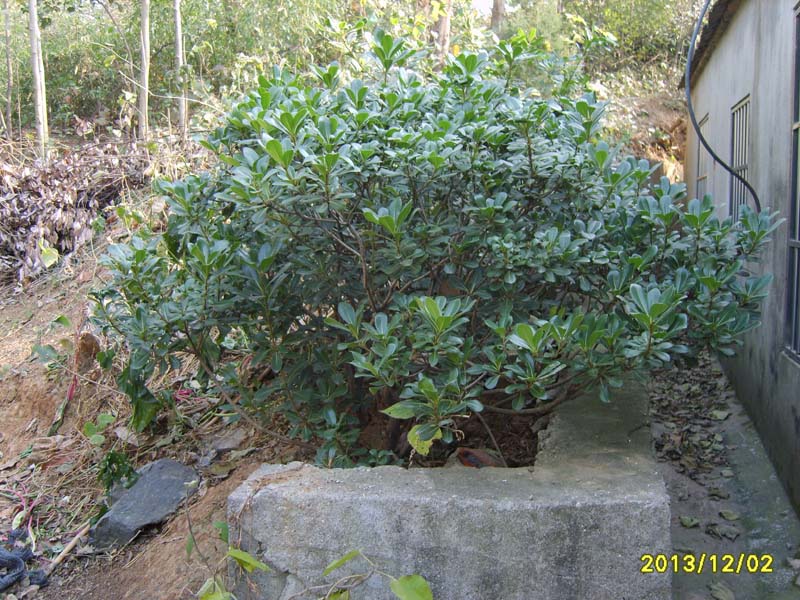 S8006988.JPG
