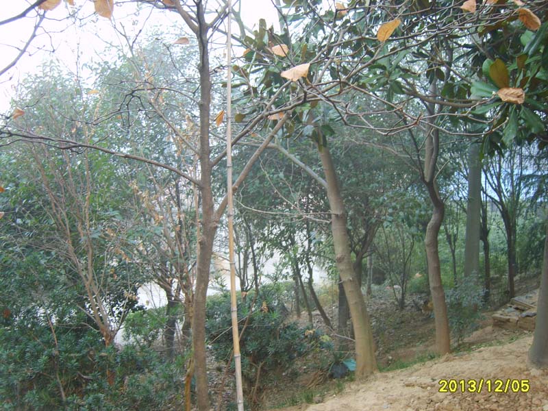 S8007004.JPG
