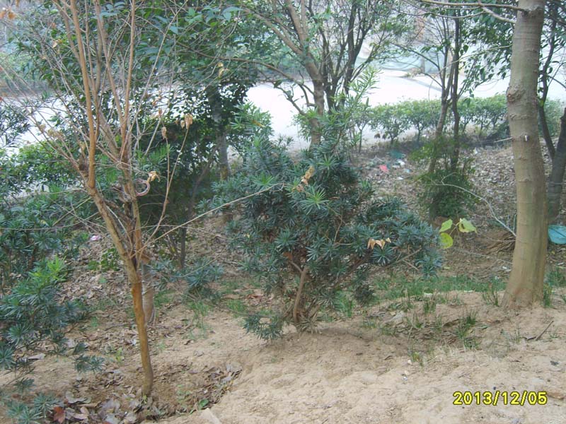 S8007006.JPG