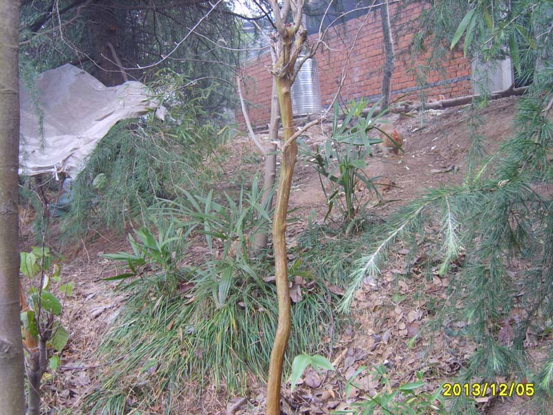 S8007004.JPG