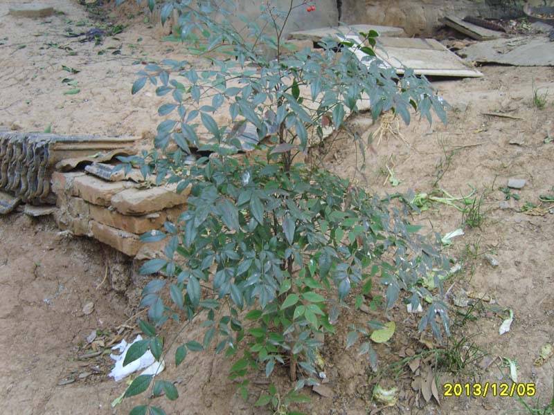S8007013.JPG