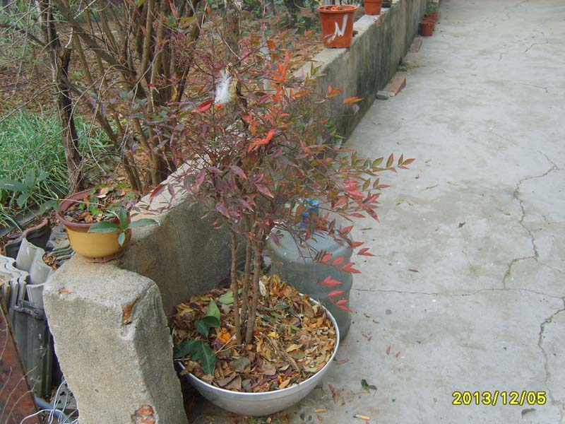 S8007015.JPG