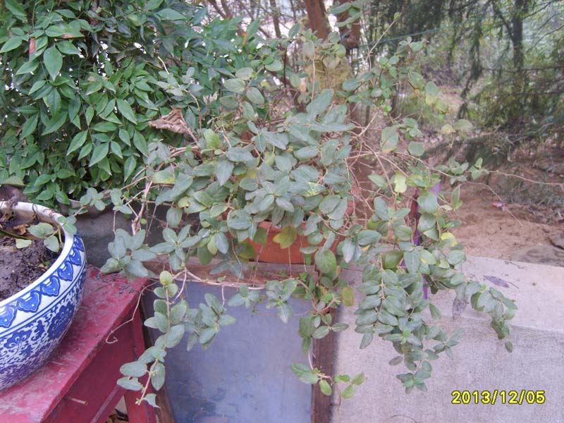 S8007017.JPG