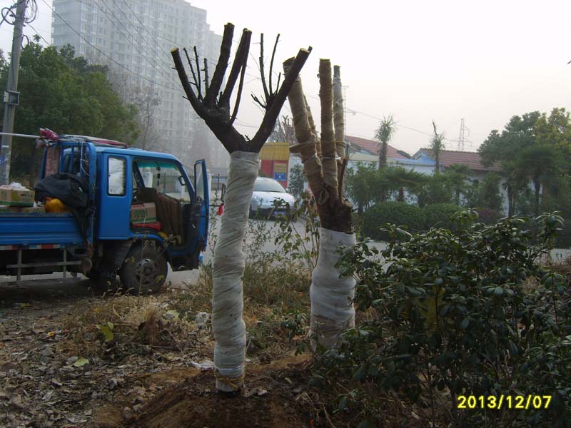 S8007031.JPG