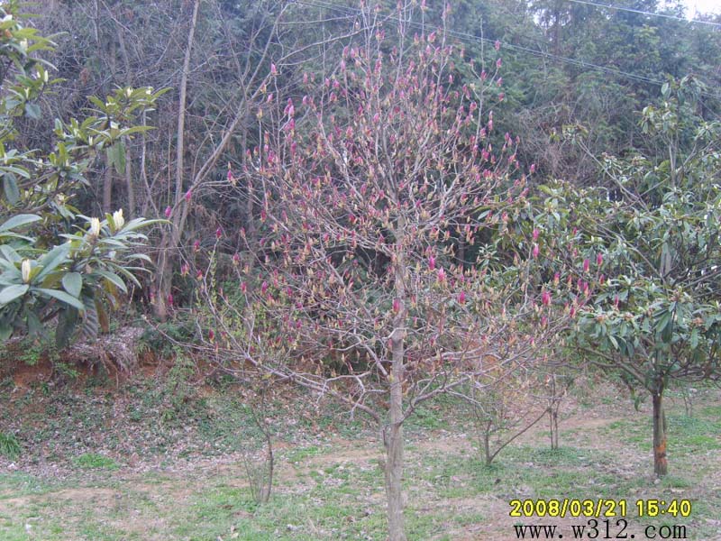 20085109296465.jpg