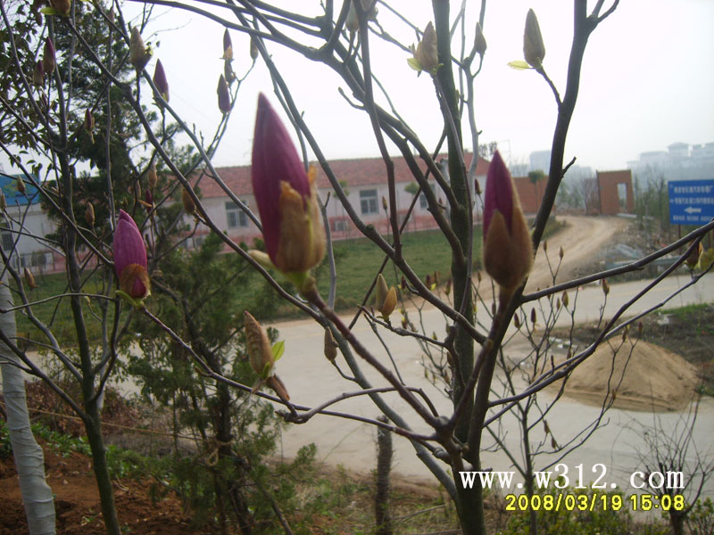 2008320101727336.jpg