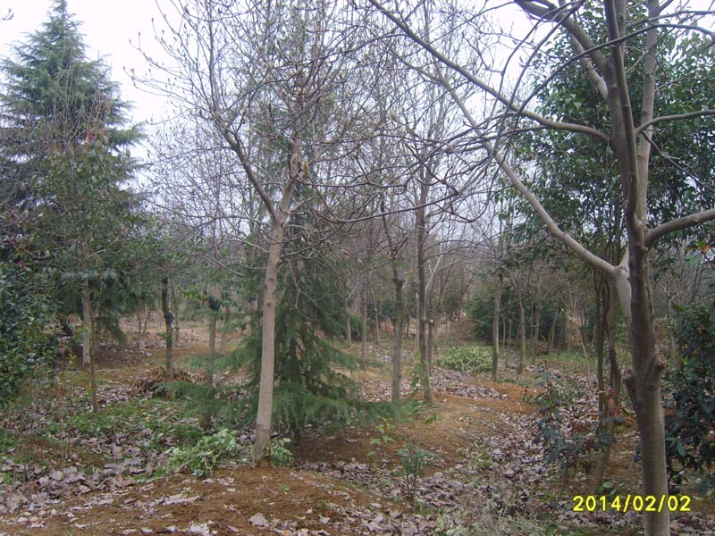 S8007240.JPG