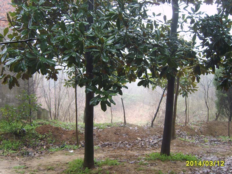 S8005788.JPG