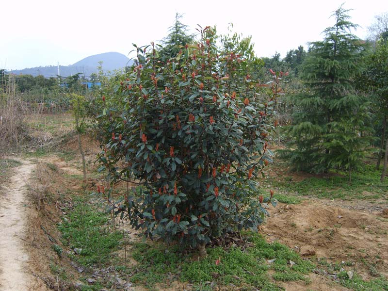 S8005767.JPG