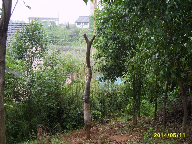 S8005866.JPG