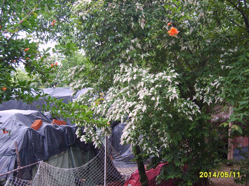 S8005863.JPG