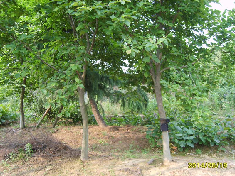 S8005897.JPG