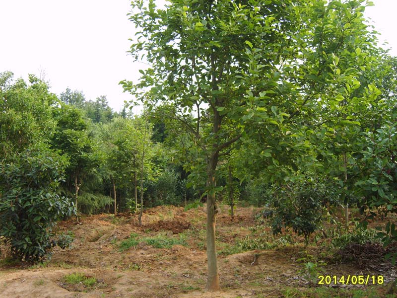 S8005906.JPG