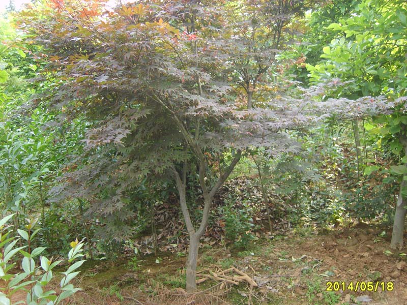 S8005886.JPG