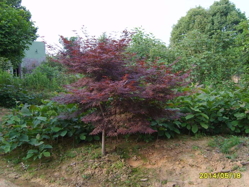 S8005896.JPG