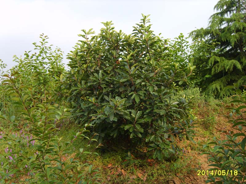 S8005887.JPG