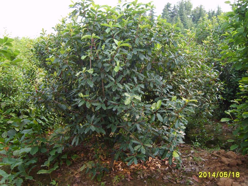 S8005888.JPG