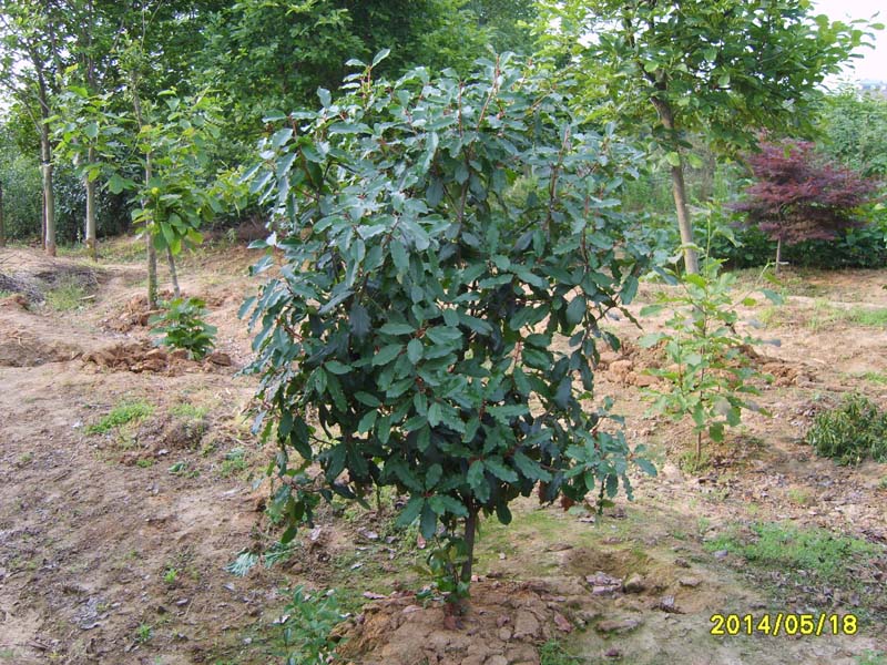 S8005890.JPG