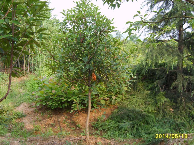 S8005894.JPG