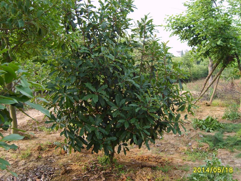 S8005900.JPG