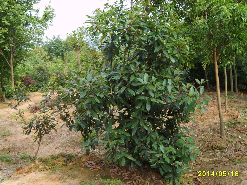 S8005904.JPG